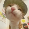 Kucing Anomali 5 14