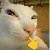 GATINHOS 6