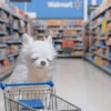 White tired dog 7