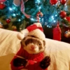 Animais de Natal 2🎄 19