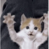 GATINHOS 10