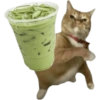 Meme Kucing Lempar 😾 5