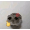 Hamsters randoms 16