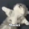 🧿 Anima tu chat😂😋 27