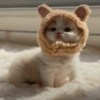 🐈Gatitos Super Cute 💛💟 27