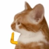 Meme kucing stres core 😾 13