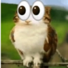 Meowl 🐱🦉 26