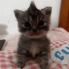 GATINHOS 13