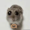 Hamster 24
