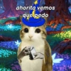 Meowl 🐱🦉 9