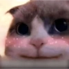 Love cats 14
