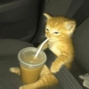 GATINHOS 8
