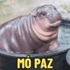 MOO DENG MEMES 🦛 11