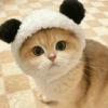 🐈Gatitos Super Cute 💛💟 22