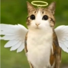 Meowl 🐱🦉 22