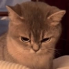 Gatinhos 16