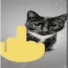 GATINHOS 8