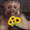 MACAQUINHOS🐒 10