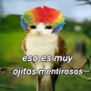 Meowl 🐱🦉 30