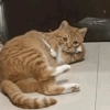 Gatitos cura depresión😻😾🙀😸 13