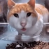 Gatos🐱 22