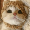 🐈Gatitos Super Cute 💛💟 14