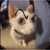 Funny cats - Pak 1 5