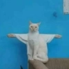 Safadinho 26