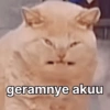 Meme kucing stres core 😾 11