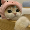🐈Gatitos Super Cute 💛💟 21
