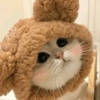 🐈Gatitos Super Cute 💛💟 16