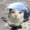 Meme kucing stres core 😾 9