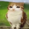 Meowl 🐱🦉 10