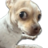 Perritos MooD #2 16