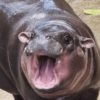 MOO DENG MEMES 🦛 9