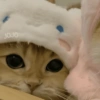 🐈Gatitos Super Cute 💛💟 18