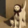Gatitos cura depresión😻😾🙀😸 6