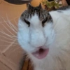 Meme gato 5