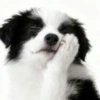Animales fondo  blanco  🍃 20