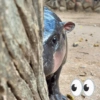 MOO DENG MEMES 🦛 15