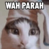 Kucing Anomali 5 9