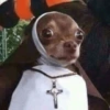 Memes gatos e cachorros 7