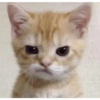 Kucing 7