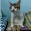Kucing Anomali 2 15