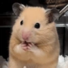 Hamster 10