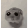 Tu gran hamsters  10