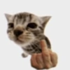 GATINHOS 7