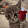GATINHOS 9