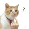 Meme kucing stres core 😾 6