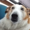 Cachorro Silveira 15